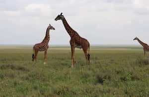 image n.3 of 3-Day Experience Wildlife and Hot Air Balloon Adventures activity in Mara Region, uploaded by supplier