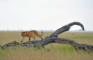 Bild Nr. 4 von 7 Tage Budget-Camping – Tarangire, Serengeti, Ngorongoro... Aktivität in Arusha (Region), hochgeladen vom Anbieter