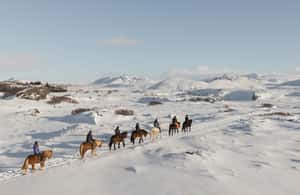 image n.3 of From Reykjavík: Icelandic Horse Riding Tour in Lava Fields activity in Hafnarfjörður, uploaded by supplier