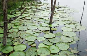 imagen n.º 3 de Safari Amazonas® Manaus: Excursión de un día por el río Amazonas actividad en Manaos, subida por el proveedor
