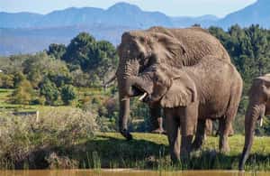 gambar no.3 daripada Cape Town: Pengembaraan Laluan Taman 4 Hari aktiviti di Tanjung Barat, dimuat naik oleh pembekal 