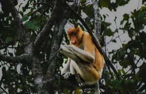 billede nr.4 af aktiviteten Sabah: Mangrove Fireflies og Sky Mirror Dream Beach Tour i Kota Kinabalu, uploadet af udbyder