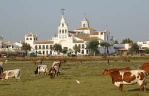 Image N°3 de Depuis Séville : Excursion d'une journée dans le parc national de Doñana activité à Andalousie, publiée par le prestataire