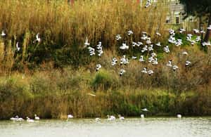 image n.4 of From Porto to Aveiro: Cruise, Aves, Salinas, Costa Nova, and Vista Alegre activity in Aveiro, uploaded by supplier
