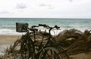 image n.4 of Solana Beach: Beach Cruiser Full-Day Bike Rental activity in Solana Beach, uploaded by supplier