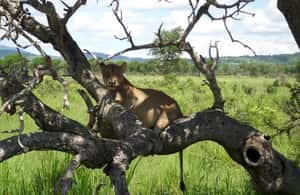slika br. 4 iz kolekcije iz Zanzinbara: 3-dnevni safari s divljim životinjama u Nyerereu avionom aktivnosti u mjestu Regija Kigoma, prenio opskrbni partner