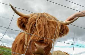 From Inverness: Isle of Skye and Fairy Pools Day Trip