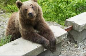 image n.3 of Bucharest: Bear Watching Tour and Top Gear Road Day Trip activity in Câmpulung, uploaded by supplier