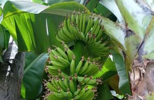 imagem n.4 de Excursão à plantação de banana e coco com almoço atividade em Pedra Badejo, carregada pelo fornecedor