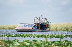 image n.4 of Miami: Wild Everglades Airboat Ride and Gator Encounters activity in Miami, uploaded by supplier