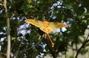 Bild Nr. 4 von 5 Tage wilde Flucht: Ranomafana Abenteuer von Antananarivo aus Aktivität in Haute Matsiatra, hochgeladen vom Anbieter
