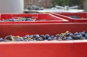 image n.4 of Hvar: Hvar Wine Tasting Experience activity in Zagreb County, uploaded by supplier