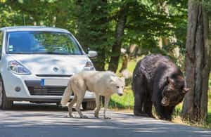 bild nr.3 av Från Paris: Safari i Thoiry Park och rundtur i slottet aktivitet i Montfort-l'Amaury, uppladdad av arrangören