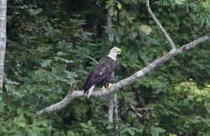 Immagine nº 4 di New Orleans: Oak Alley Plantation -N- Swamp Tour di un giorno intero attività a Vacherie, Louisiana, caricata dal fornitore