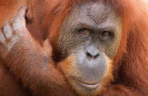 Immagine nº 3 di New Orleans: Biglietto per lo zoo di Audubon e opzione combinata attività a New Orleans, caricata dal fornitore