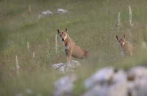 아브루초에서 아브루초, 라치오 및 몰리세 국립공원: 트레킹 & 야생동물. 액티비티의 3번 이미지, 공급업체 업로드