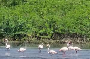 image n.4 of Bishnoi Village :Safari tour activity in Jodhpur, uploaded by supplier