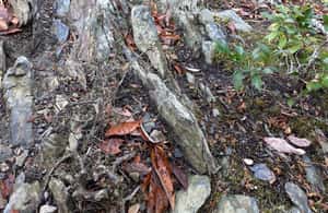 image n.4 of Kyoto: Arashiyama Bamboo Forest Hiking Tour activity in Kyoto, uploaded by supplier