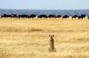 Bild Nr. 3 von 7 Tage Budget-Camping – Tarangire, Serengeti, Ngorongoro... Aktivität in Arusha (Region), hochgeladen vom Anbieter