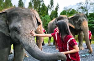 image n.3 of Phuket: Elephant Experience with Lunch or Dinner and Pickup activity in Phuket City, uploaded by supplier