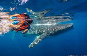 image n.4 of Whale Shark swimming ocean safari all included tour activity in Quintana Roo, uploaded by supplier