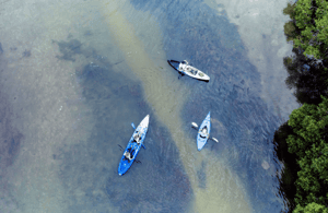 Bild Nr. 3 von Noosa: Kajak-Tour durch die Noosa Everglades und das Stingray Sanctuary Aktivität in Sunshine Coast, hochgeladen vom Anbieter