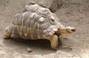 image n.4 of Mombasa: Discovery Day Tour and Haller Park activity in Mombasa, uploaded by supplier