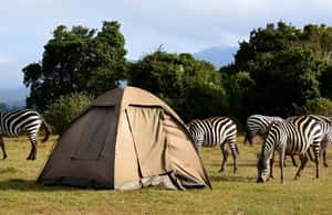 image n.4 of Tanzania: 7-Day Luxury Safari Tour with Hot Air Balloon Ride activity in Arusha (Region), uploaded by supplier