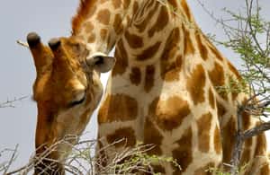 afbeelding n.3 van 4 dagen Etosha National Park en Swakopmund Lodging activiteit in Kunene-regio, geüpload door aanbieder