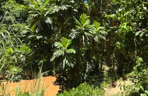 image n.4 of San Juan - Arecibo: midwest expedition waterfalls and beach activity in Manatí, uploaded by supplier