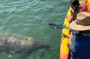 image n.4 of Bradenton: Anna Maria Island Guided Kayaking Manatee Tour activity in Bradenton, Florida, uploaded by supplier