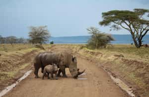 image n.3 of 5 Days Amboseli / Tsavo West & Tsavo East Safari activity in Coast Province, uploaded by supplier