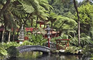 image n.3 of Madeira: Monte Tropical Gardens + Old Town Tuk Tuk by MadTuk activity in Funchal, uploaded by supplier