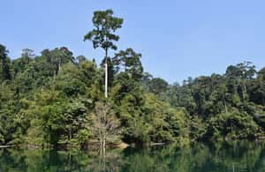 image n.3 of From Krabi: Cheow Lan Lake Cruise and Khao Sok Jungle Hike activity in Gulf of Thailand, uploaded by supplier