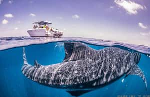 image n.3 of Whale Shark swimming ocean safari all included tour activity in Quintana Roo, uploaded by supplier