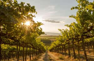 image n.4 of Penticton: Naramata Bench Full Day Guided Wine Tour activity in British Columbia, uploaded by supplier