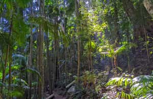 Bild Nr. 4 von Von Brisbane aus: Tamborine Mountain und Paradise Point Tour Aktivität in Tamborine Mountain, hochgeladen vom Anbieter