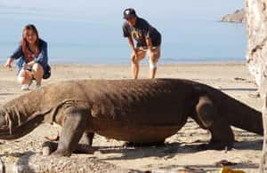 imagem n.4 de De Kopang: Ilha Komodo e viagem para ver tubarões-baleia - viagem de 4 dias atividade em Indonésia, carregada pelo fornecedor