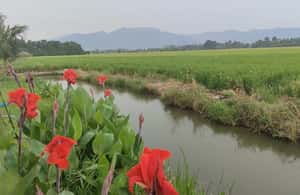 image n.3 of George Town: Balik Pulau Countryside Morning Cycling Tour activity in George Town, Malaysia, uploaded by supplier
