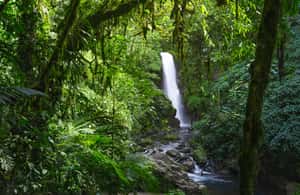 image n.3 of From San Jose: La Paz Waterfall Garden & Rainforest Tour activity in Alajuela Province, uploaded by supplier