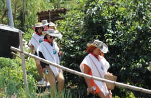 image n.4 of Medellin: Coffee Tour with Hotel Transfers and Meals activity in Medellin, uploaded by supplier