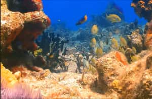 imagem n.3 de Montego Bay: Excursão particular de 1 dia para Negril atividade em Negril, carregada pelo fornecedor
