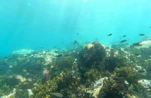 image n.4 of Chalkidiki: Snorkeling Adventure in Sithonia activity in Sithonia, uploaded by supplier