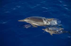 image n.3 of Big Island: Kona Super Raft Whale Watch activity in Kailua-Kona, uploaded by supplier