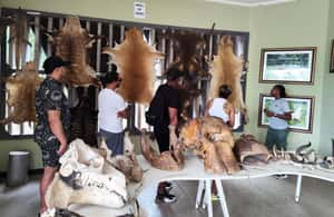 image n.4 of Accra: Half day private safari with pick up activity in Accra, uploaded by supplier