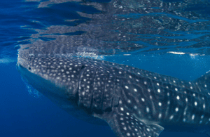image n.3 of AMAZING SUMBAWA WHALE SHARK TOUR activity in West Nusa Tenggara, uploaded by supplier