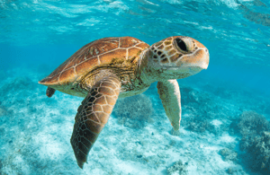 afbeelding n.3 van Vanuit Tulum: Tulum, Cenote en schildpaddenzwemtour in Akumal activiteit in Tulum, geüpload door aanbieder