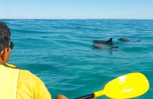 Image N°4 de Excursion en kayak à la rencontre des dauphins et visite du parc national en 4X4 sur la plage (privée) activité à Région de Gympie, publiée par le prestataire