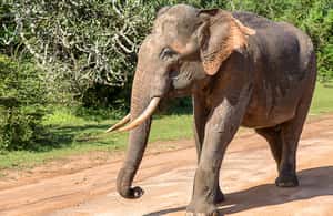 image n.3 of Hikkaduwa: Yala & Udawalawe Safari Day Trip with Picnic activity in Hambantota, uploaded by supplier