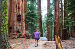imagem n.4 de Aventura de acampamento de 3 dias no Vale de Yosemite atividade em Califórnia, carregada pelo fornecedor